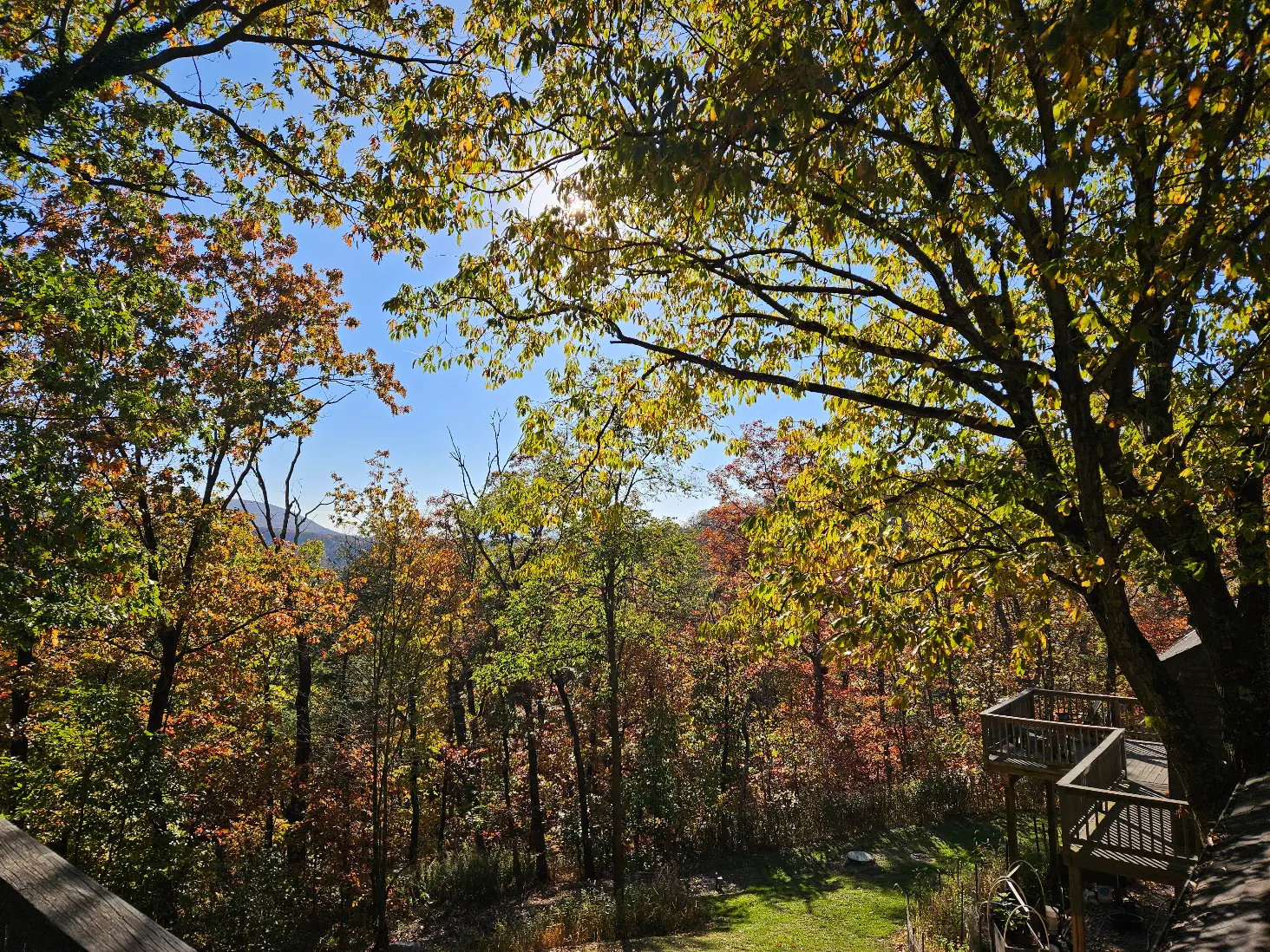 Des arbes aux couleurs d'automne