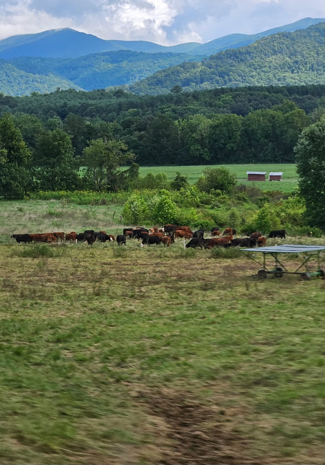 les 2 tiers du bas sont pris par le champs, avec au loin du bétail marron. Le derniere tiers c'est majoritairement les montagnes et un peu le ciel